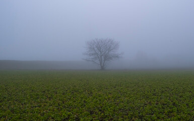 tree in the mist