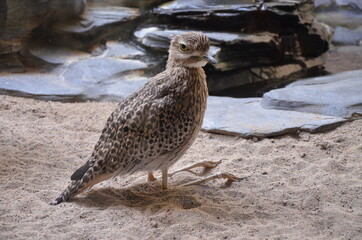 Pacific Golden Plover in Frankfurt zoo