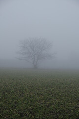 Obraz na płótnie Canvas tree in the mist