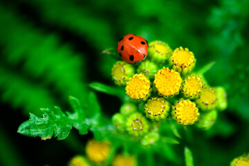 colorful spring flower and plants photo