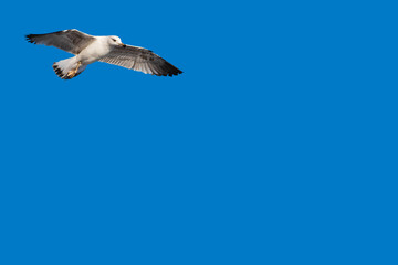 seagull in the blue sky