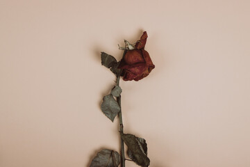 One single withered dry red rose lie on a beige background. Top view floral composition. Copy space