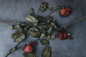 Withered roses scattered in different directions lie on a dark concrete background. Top view floral composition 