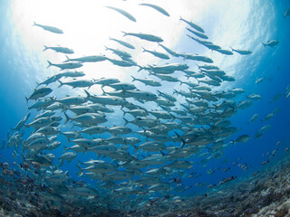 Fototapeta premium Huge school of Bigeye trevally in coral reef (Rangiroa, Tuamotu Islands, French Polynesia in 2012)