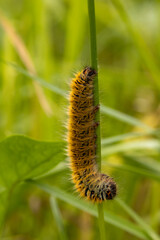 Chenille bombyx du trèfle sur tige verte