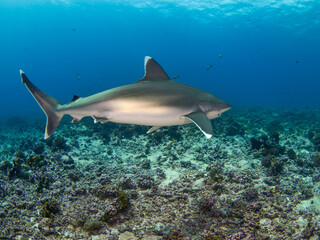 Silvertip shark swimming in a coral reef (Rangiroa, Tuamotu Islands, French Polynesia in 2012)