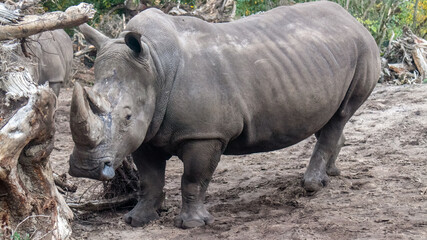 a Close up of a rhinoceros