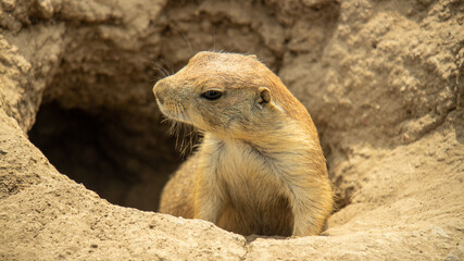 Close up of a prairie dog in its burrow