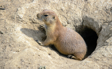 Close up of a prairie dog in its burrow