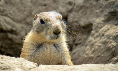 Close up of a prairie dog in its burrow
