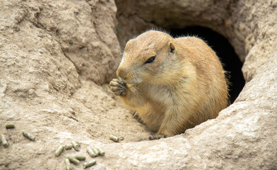 Close up of a prairie dog in its burrow