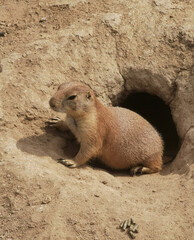 Close up of a prairie dog in its burrow