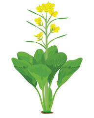 isolated Cantonese plant on white background vector design