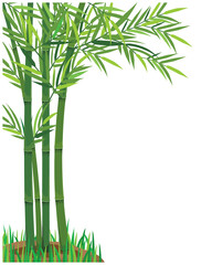 Fototapeta na wymiar isolated bamboo tree on white background vector design