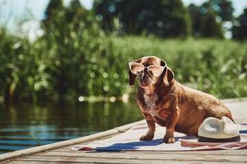 Dachshund on the beach with glasses. Dog sunbathing on the grass
