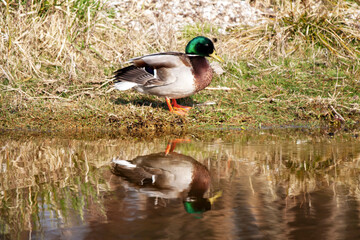 Canard colvert sur le bord de l'étang	