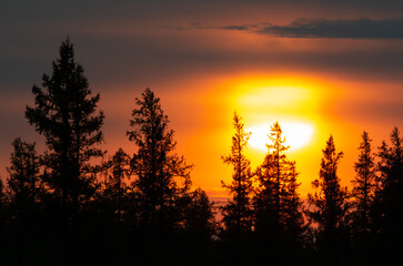 Sunset in the forest