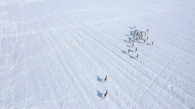 Herd of Roe Deers migrating through snowy fields. Deers are dangerous pests for young seedlings. Helicopter flight over wild animals. Wildlife from above. Aerial safari in Central Europe. 