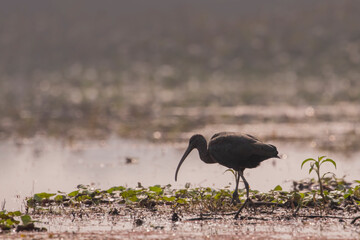 Black Ibis in a wetland