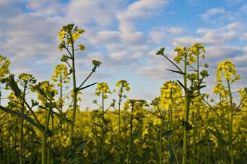  spring rapeseed field in Oxford, England