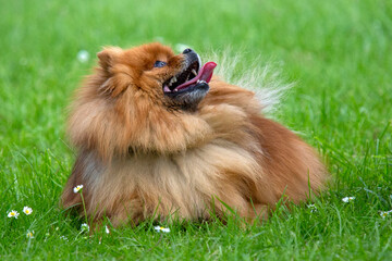 Hot Pomeranian dog with big coat