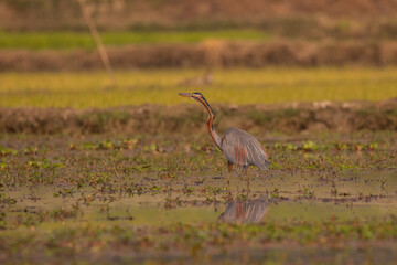 Purple Heron in a wetland