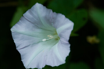 Hedge Bindweed flower close up