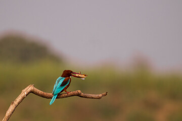 kingfisher on a branch with its catch