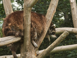 Close-up of raccoon lying on branches