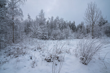 snow covered trees