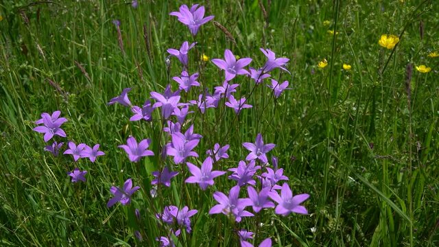 Gruppe von sch&ouml;nen wilden lila Blumen in einer Wiese - Zeitlupe Nahaufnahme