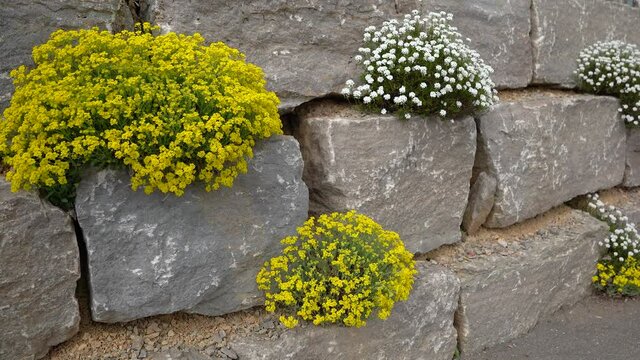 Bl&uuml;hende Steingartenpflanzen in gelb und wei&szlig; an einer neuen Steinmauer aus gro&szlig;en viereckigen Natursteinen