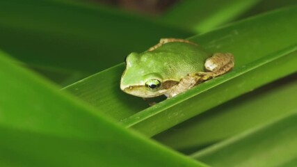 Small Madagascar green tree frog resting on green leaf, closeup detail
