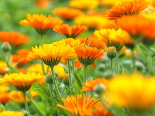  calendula officinalis