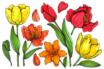 spring flowers and leaves of tulips painted by watercolor. set for any design
