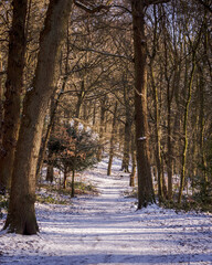A snow-covered path through the sunlit woods at Northcliffe in Shipley, West Yorkshire, provides an inviting start for anyone wanting to take some winter exercise