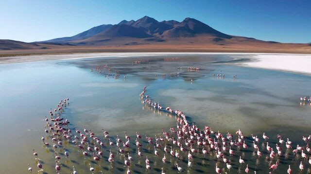 Sunrise aerial view of Laguna de Canapa with flamingo, Bolivia, Altiplano.