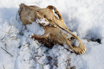 A dog's skull lies on the ground in the snow, an animal bone 