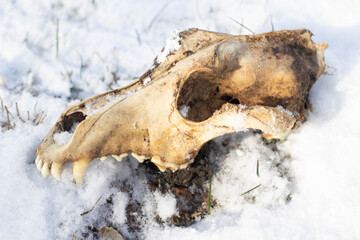 A dog's skull lies on the ground in the snow, an animal bone 