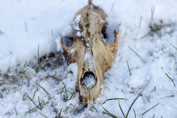 A dog's skull lies on the ground in the snow, an animal bone 