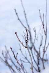 Currant bushes in hoarfrost in winter. Winter background. Winter nature