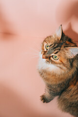 Pretty cat sits on beige background with shadows. - 413485432