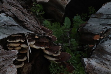 mushrooms in the forest