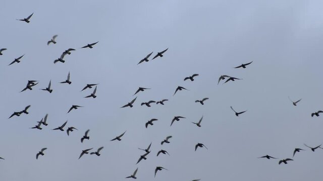 Doves group flying in the sky. Super slow motion HD