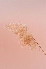 Fluffy reed on beige background. Abstract minimalism and creative conception.