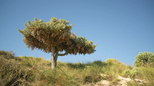 Sun shines on low bushes, grass and trees - Euphorbia stenoclada - growing on the sandy beach near sea, moving in slow wind, clear blue sky in background. Anakao, Madagascar