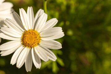 Beautiful flower white daisy