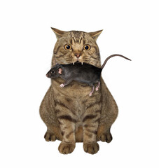 A beige cat is sitting with a black rat in its mouth. White background. Isolated.