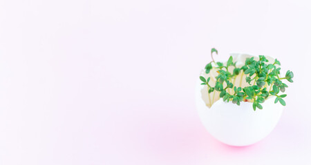 Garden cress growing in eggshell, on pink background, horizontal, copy space
