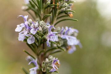 detail of a purple flower